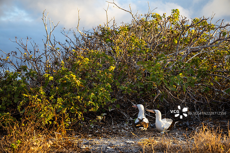 两只纳斯卡海鸥在灌木下孵化着一个蛋图片素材