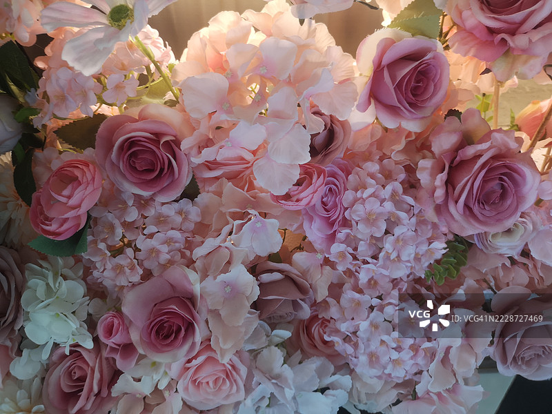 粉色玫瑰花图片素材