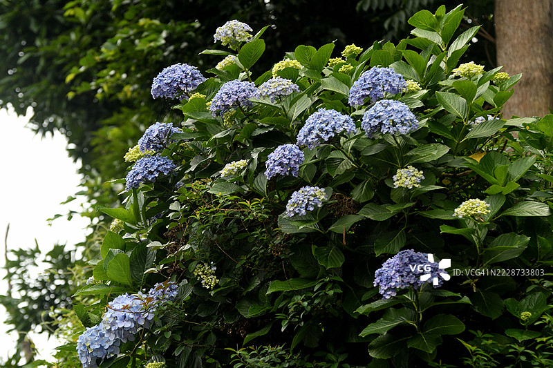 绣球花：植物中的变色龙图片素材
