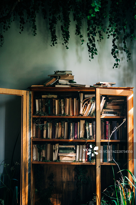 一个神秘的图书馆，融合了自然的魔力和知识。图片素材
