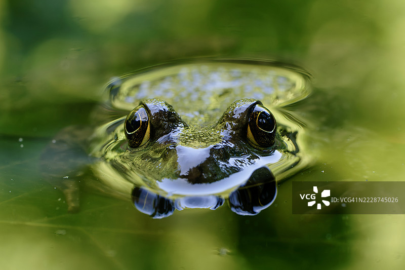 水蛙的肖像图片素材