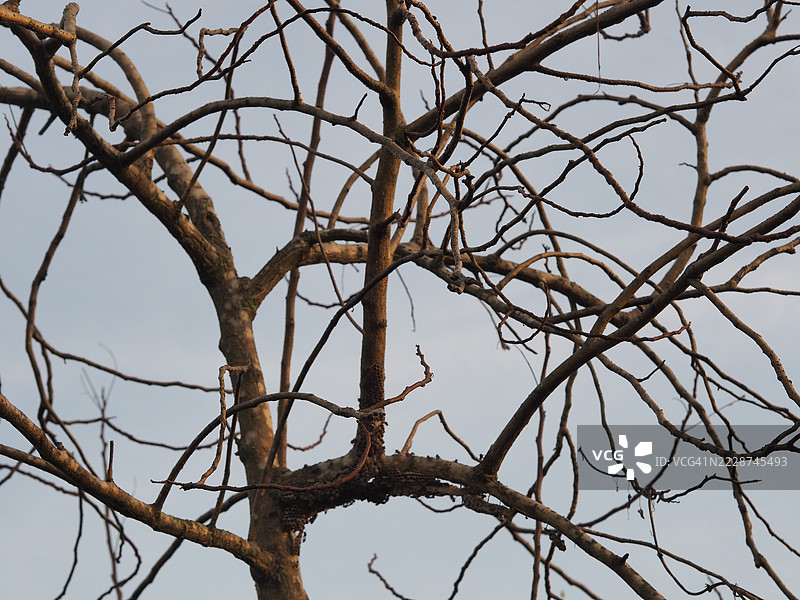 干枯的树枝图片素材