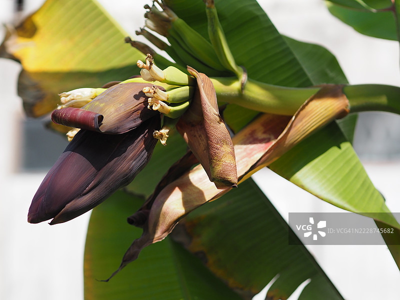 香蕉花图片素材