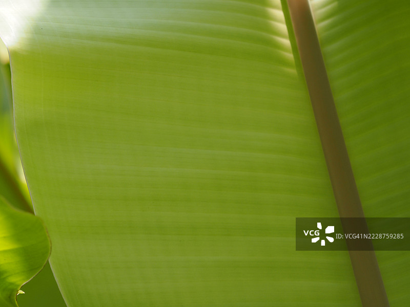 香蕉叶图片素材