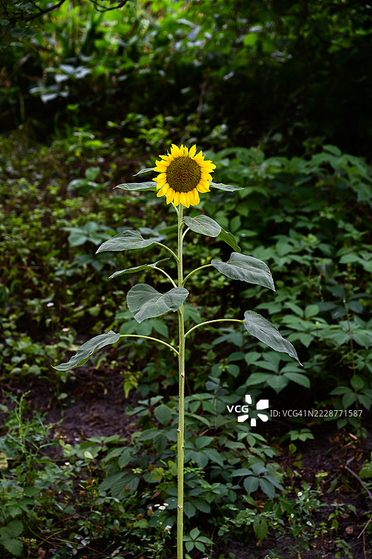 向日葵在绿色植被中高高生长图片素材