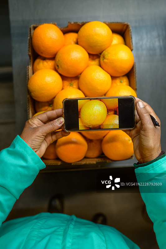 用智能手机拍摄箱中新鲜橙子的人员进行检查图片素材