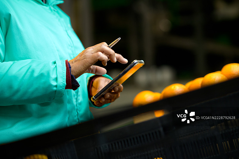 人员在质量保证过程中使用智能手机检查柑橘类水果图片素材