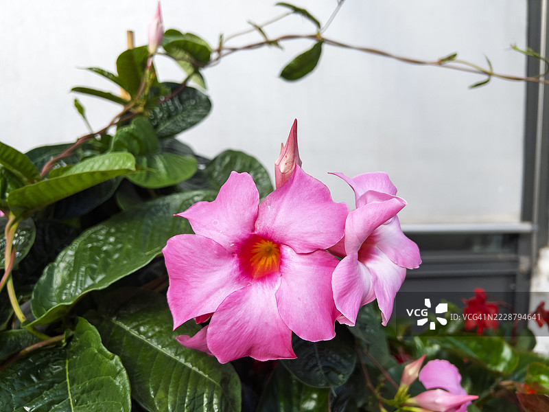 盛开的曼德维拉花（Mandevilla laxa），曼德维拉（Ruiz & Pav.）伍德森图片素材