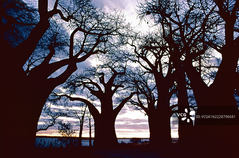 贝恩斯猴面包树图片素材