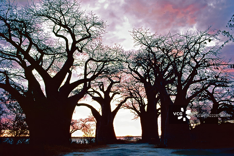 贝恩斯猴面包树图片素材