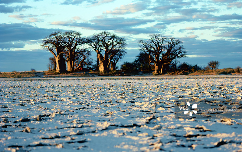 贝恩斯猴面包树图片素材