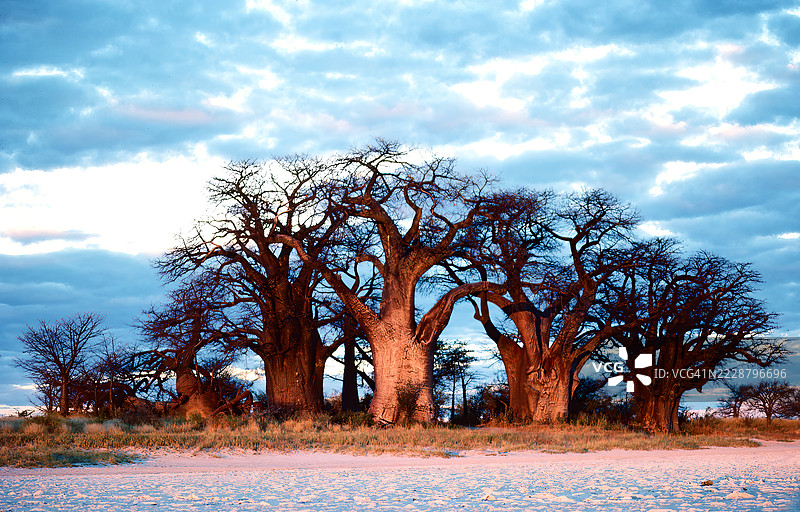 贝恩斯猴面包树图片素材
