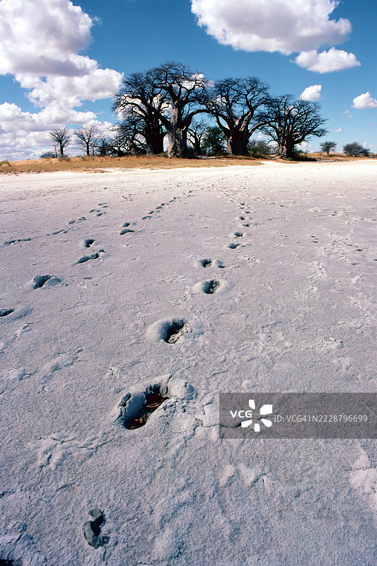 贝恩斯猴面包树图片素材