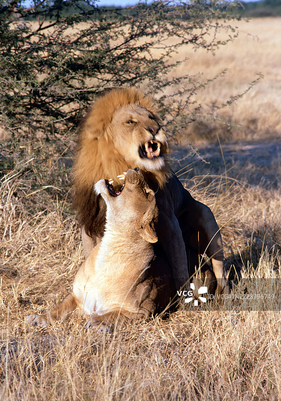 狮子繁衍图片素材