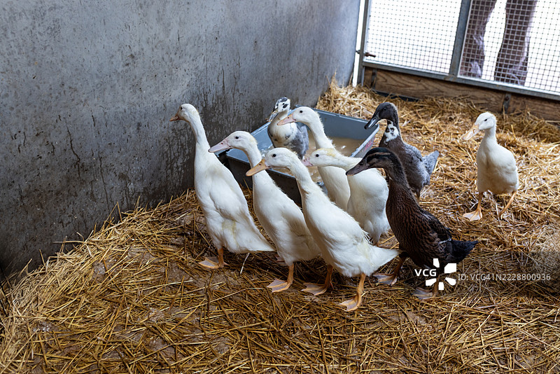 农场上的一群鹅图片素材