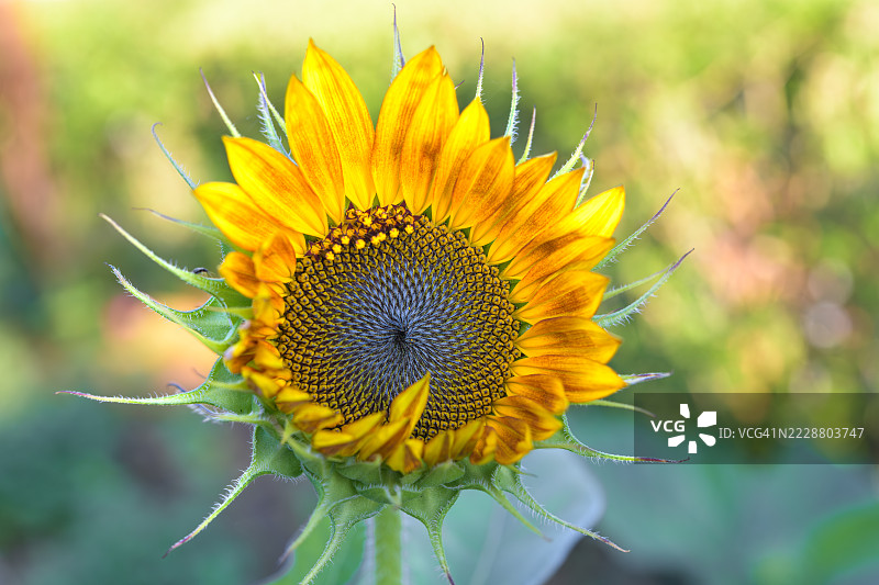 向日葵盛开花瓣种子图案图片素材