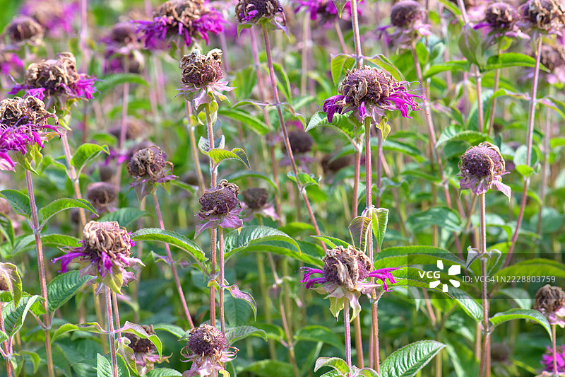 枯萎的植物花朵干燥的花园图片素材