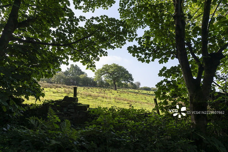 从英格兰林地边缘看到的田野中的橡树图片素材