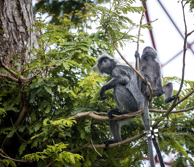 雪兰莪的银叶猴图片素材