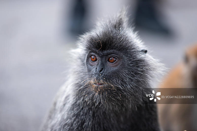 雪兰莪的银叶猴图片素材
