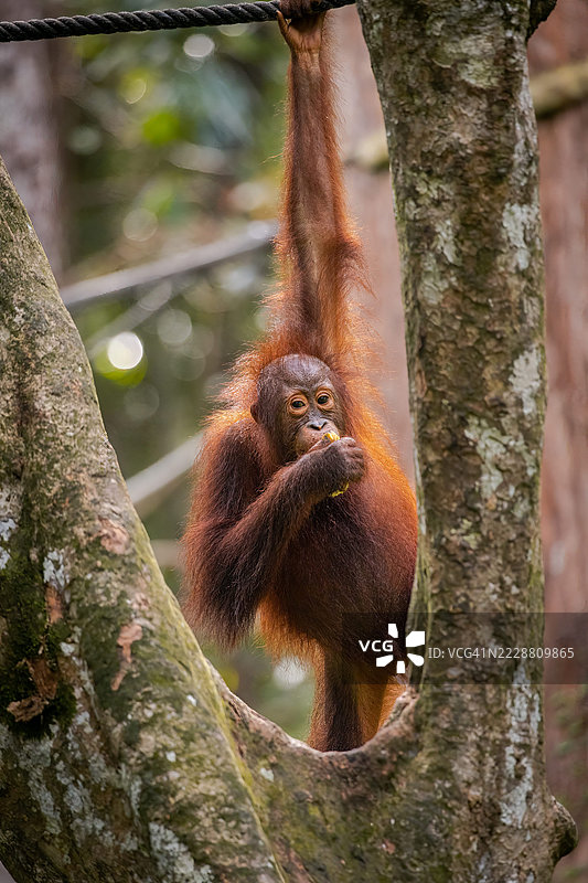 在塞皮洛克玩耍的年轻猩猩图片素材