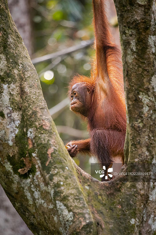 在塞皮洛克玩耍的年轻猩猩图片素材