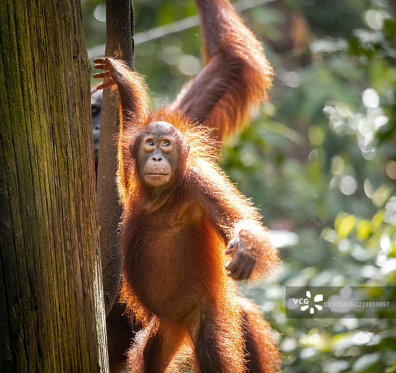 在塞皮洛克玩耍的年轻猩猩图片素材
