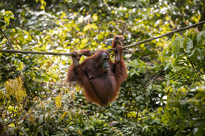 西必洛红毛猩猩保护区里一只顽皮的年幼红毛猩猩图片素材