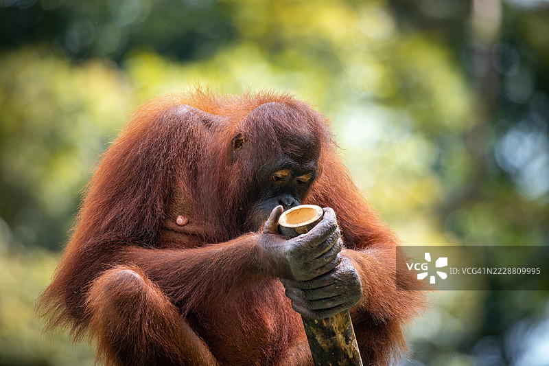玩耍中的成年猩猩与竹子 - 塞皮洛克康复中心图片素材
