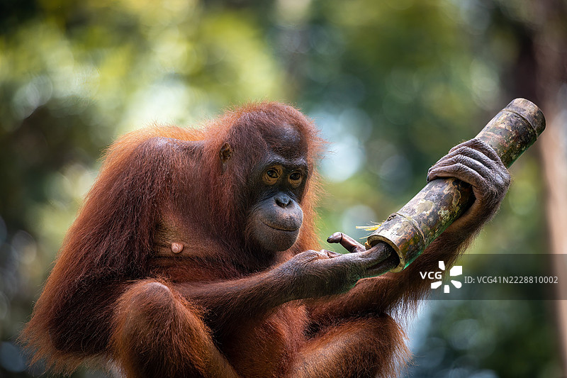玩耍中的成年猩猩与竹子 - 塞皮洛克康复中心图片素材