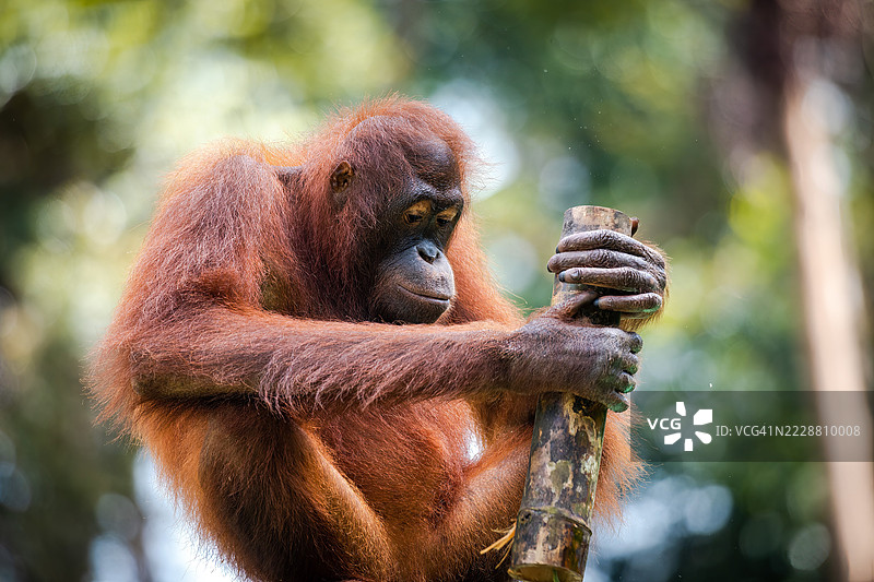玩耍中的成年猩猩与竹子 - 塞皮洛克康复中心图片素材