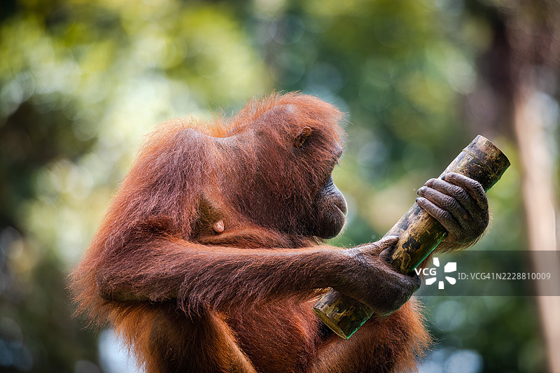 玩耍中的成年猩猩与竹子 - 塞皮洛克康复中心图片素材