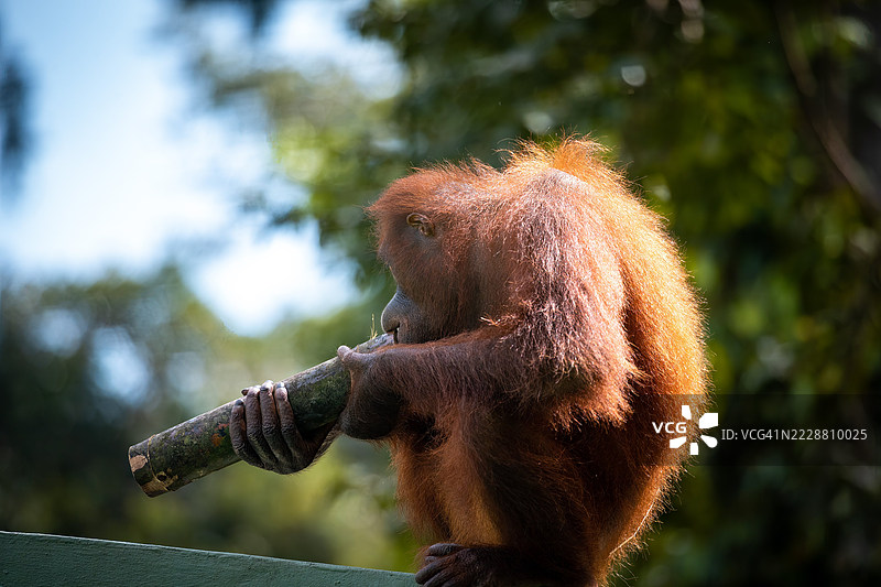 玩耍中的成年猩猩与竹子 - 塞皮洛克康复中心图片素材