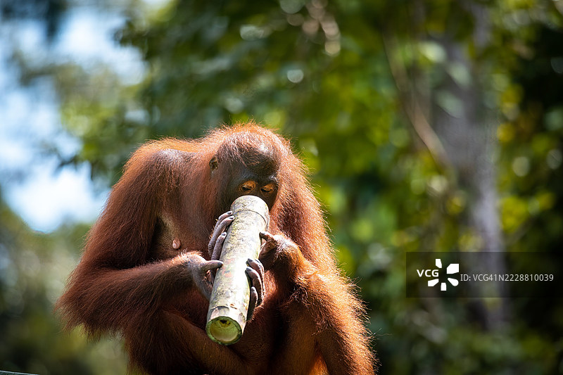 玩耍中的成年猩猩与竹子 - 塞皮洛克康复中心图片素材