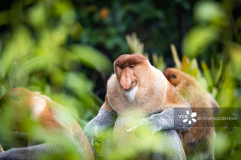 大雄性长鼻猴图片素材