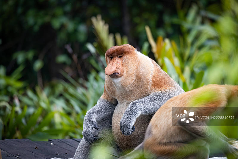 拉布克湾的长鼻猴图片素材