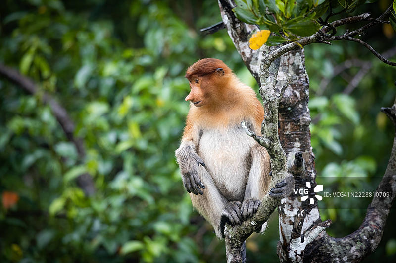 拉布克湾的长鼻猴图片素材
