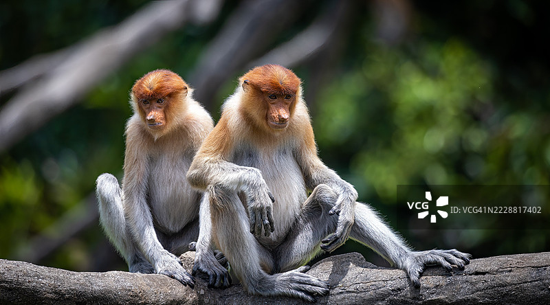 拉布克湾的长鼻猴图片素材