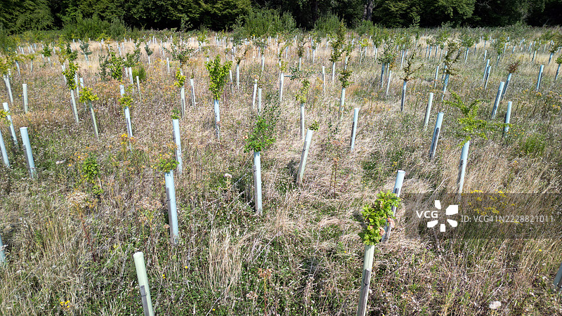 树木再造图片素材