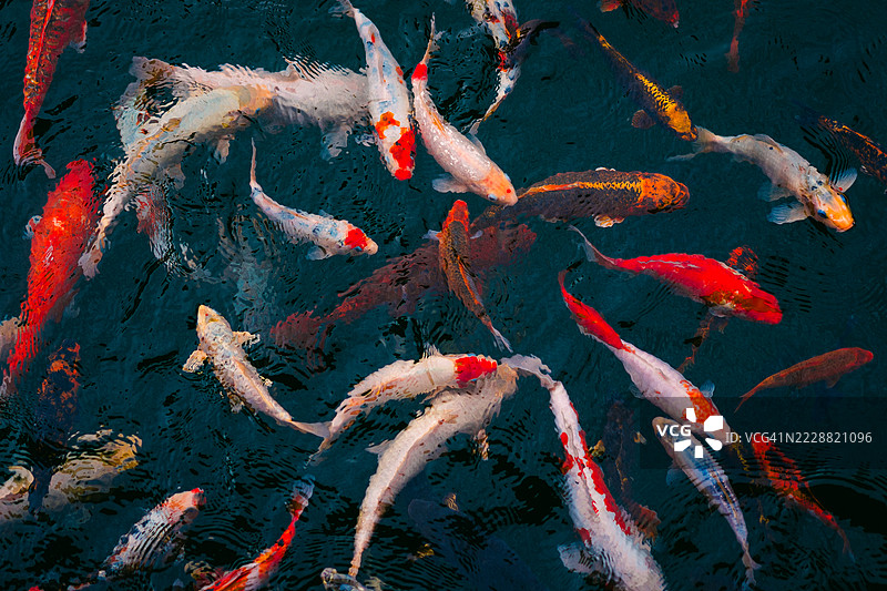 色彩斑斓的锦鲤在宁静的池塘中优雅地游动图片素材