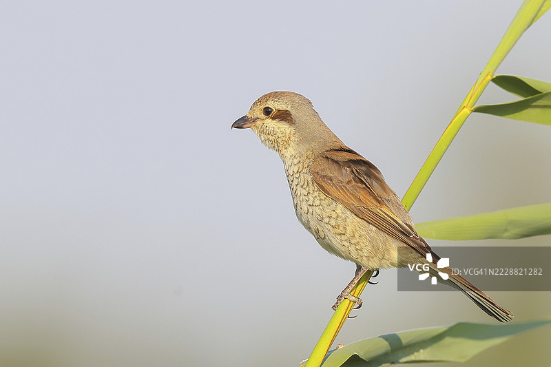 红背伯劳(Lanius collurio),雌性栖息在芦苇杆上,寻找猎物,野生动物,候鸟,动物,鸟类,齐格湖,诺伊西德尔湖-泽温克尔国家公园,奥地利布尔根兰州图片素材