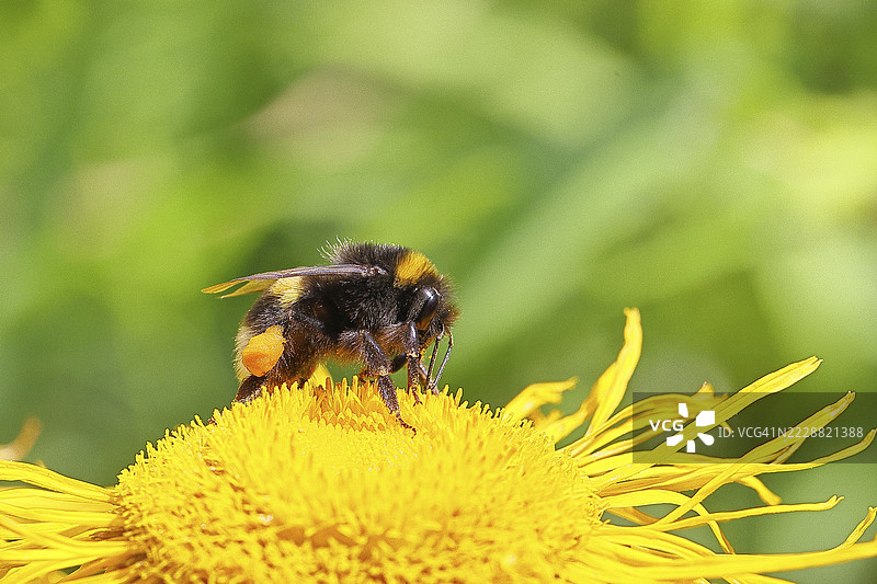 地球大黄蜂（Bombus terrestris），带着花粉杯，在德国北莱茵-威斯特法伦州威尔斯多夫的黄花大蓟（Telekia speciosa）上采集花粉。图片素材