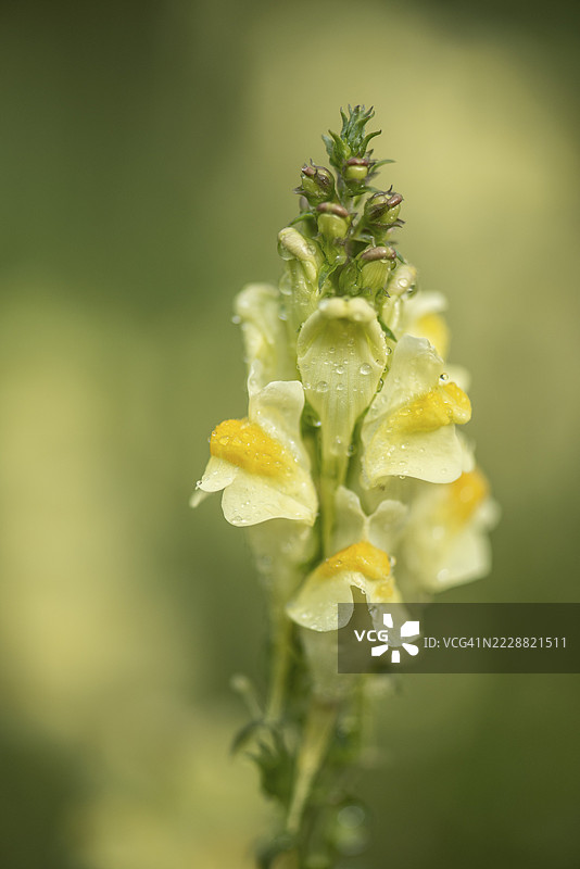 普通的金雀花（Linaria vulgaris），埃姆斯兰，下萨克森，德国图片素材