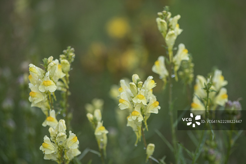 普通的金雀花（Linaria vulgaris），埃姆斯兰，下萨克森，德国图片素材
