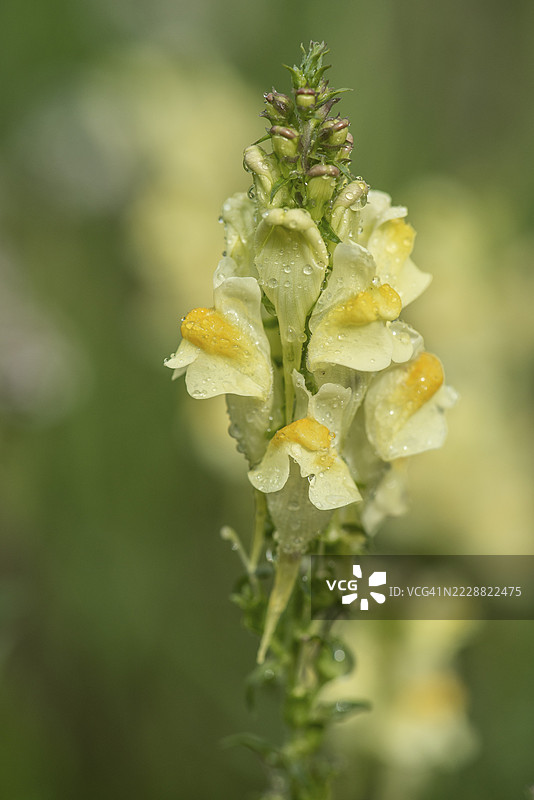 普通的金雀花（Linaria vulgaris），埃姆斯兰，下萨克森，德国图片素材