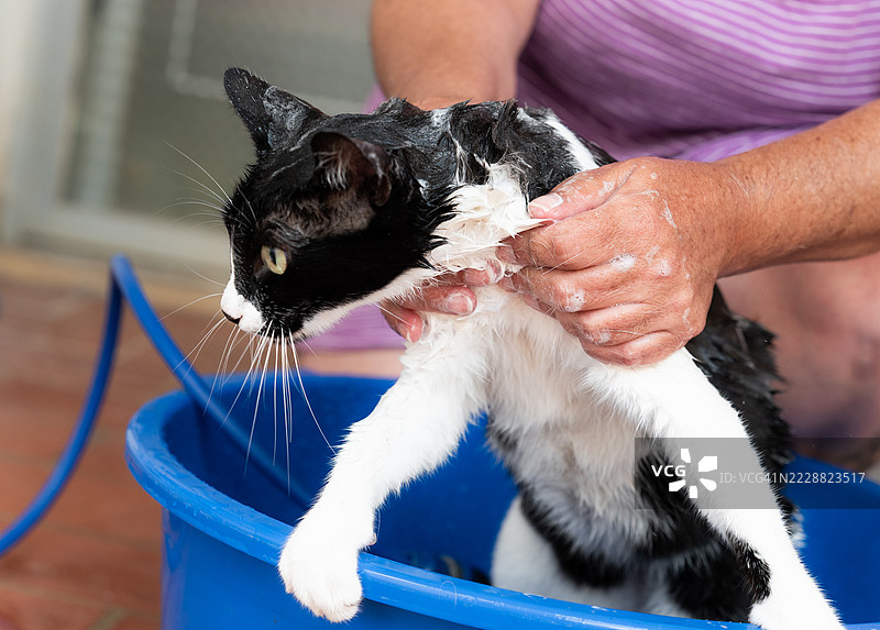 女人在给她的猫洗澡图片素材