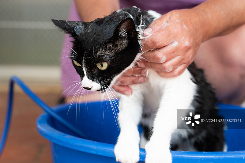 兽医在盆中给猫洗澡图片素材