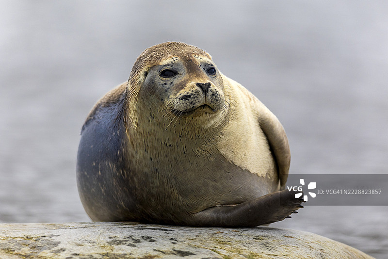 港湾海豹(Phoca vitulina)躺在水中的石头上,哺乳动物(Mammalia),格拉夫内索登,斯匹茨卑尔根,斯瓦尔巴群岛图片素材