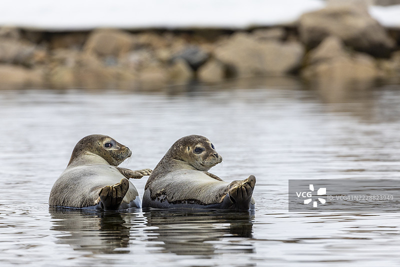 两只海豹（Phoca vitulina）躺在水中的石头上，哺乳动物（Mammalia），斯梅伦堡冰川，斯匹茨卑尔根，斯瓦尔巴群岛图片素材