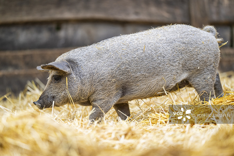 德国的曼加利察家猪在稻草中图片素材
